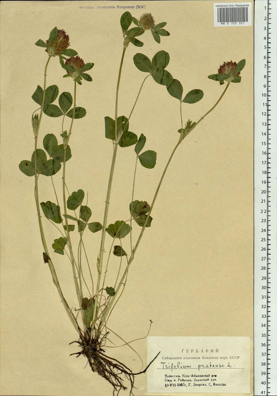 Trifolium pratense L., Siberia, Altai & Sayany Mountains (S2) (Russia)