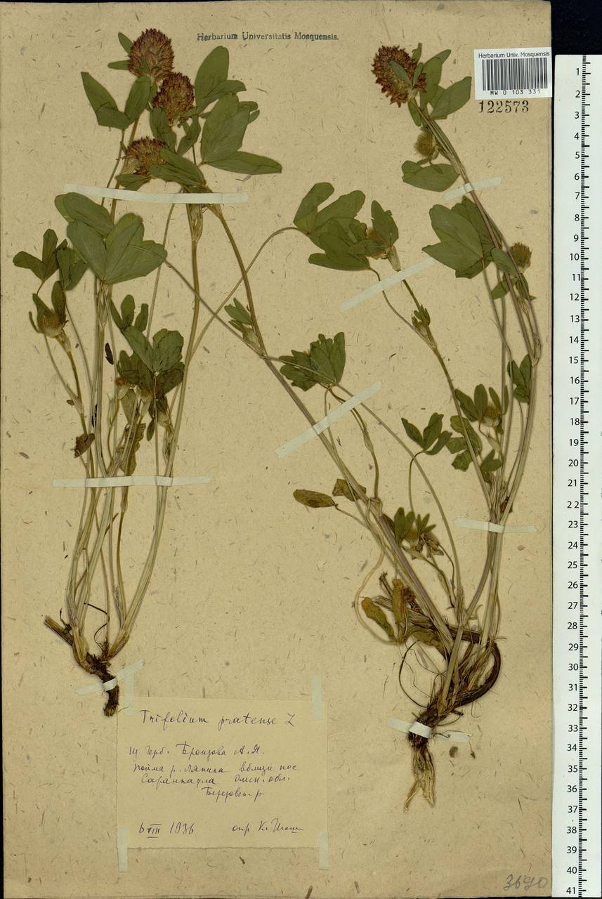 Trifolium pratense L., Siberia, Western Siberia (S1) (Russia)