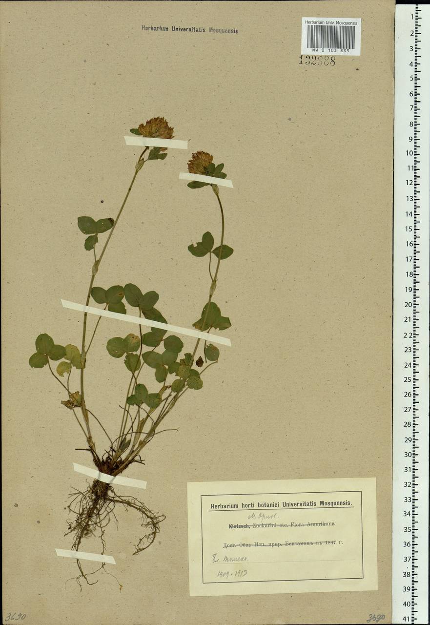 Trifolium pratense L., Siberia, Western Siberia (S1) (Russia)