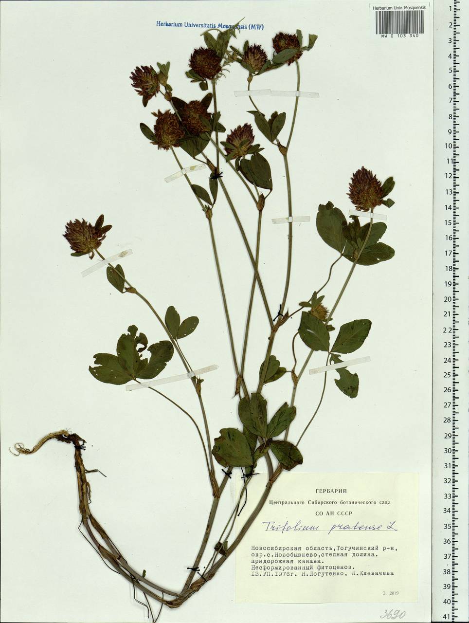 Trifolium pratense L., Siberia, Western Siberia (S1) (Russia)