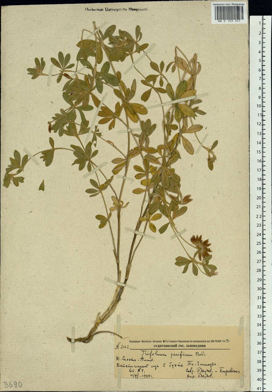 Trifolium lupinaster L., Siberia, Russian Far East (S6) (Russia)
