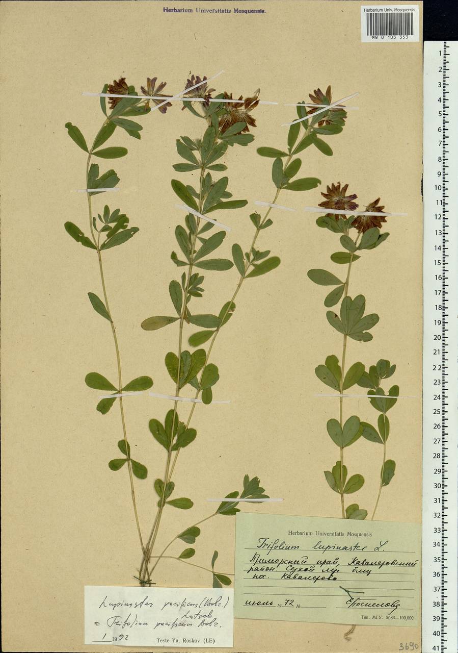 Trifolium lupinaster L., Siberia, Russian Far East (S6) (Russia)