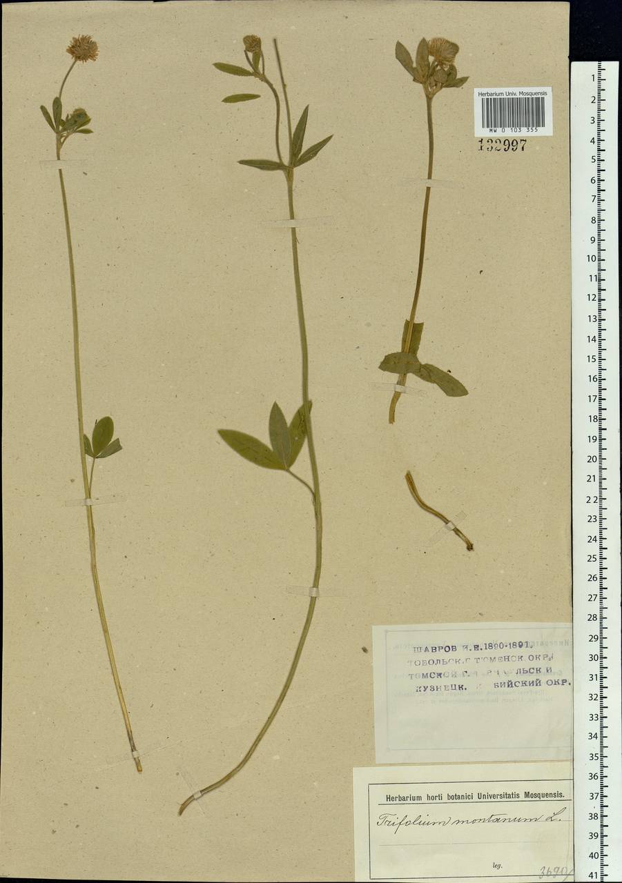 Trifolium montanum L., Siberia (no precise locality) (S0) (Russia)