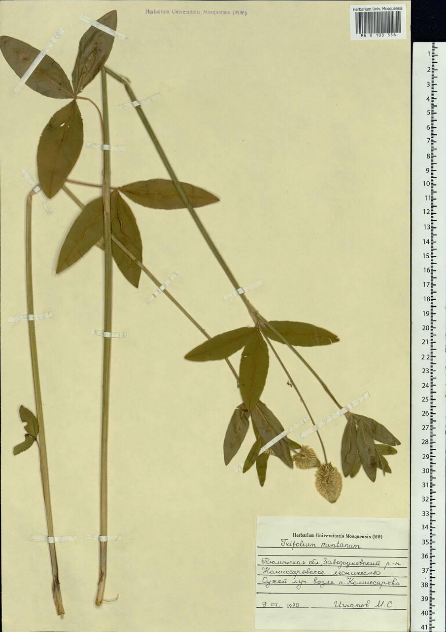 Trifolium montanum L., Siberia, Western Siberia (S1) (Russia)
