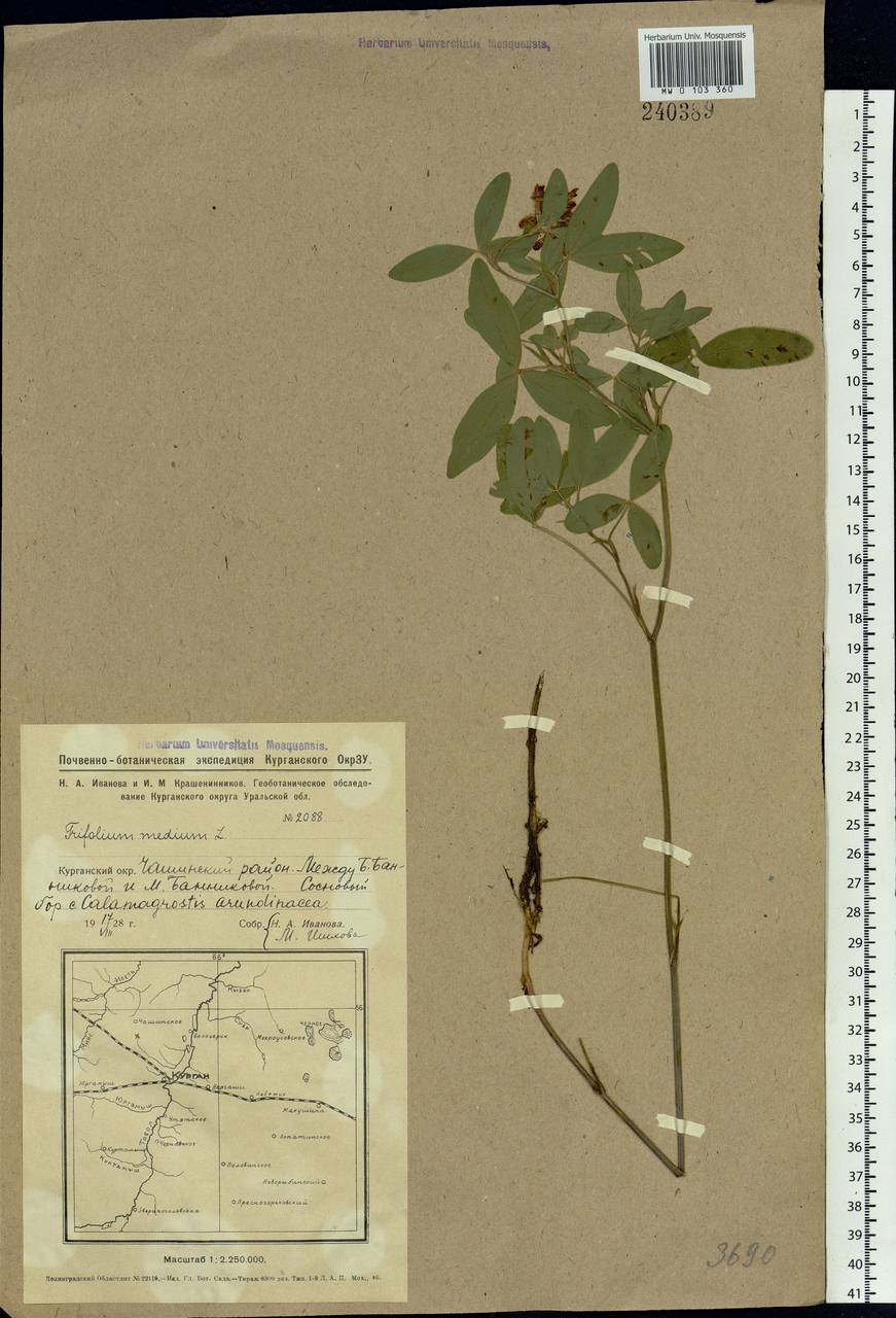 Trifolium medium L., Siberia, Western Siberia (S1) (Russia)