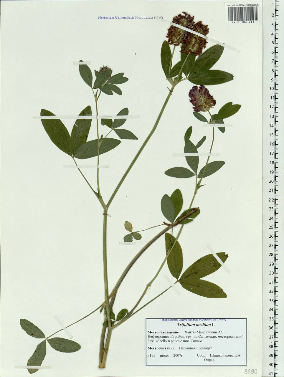 Trifolium medium L., Siberia, Western Siberia (S1) (Russia)