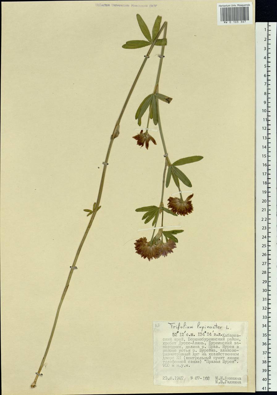 Trifolium lupinaster L., Siberia, Russian Far East (S6) (Russia)