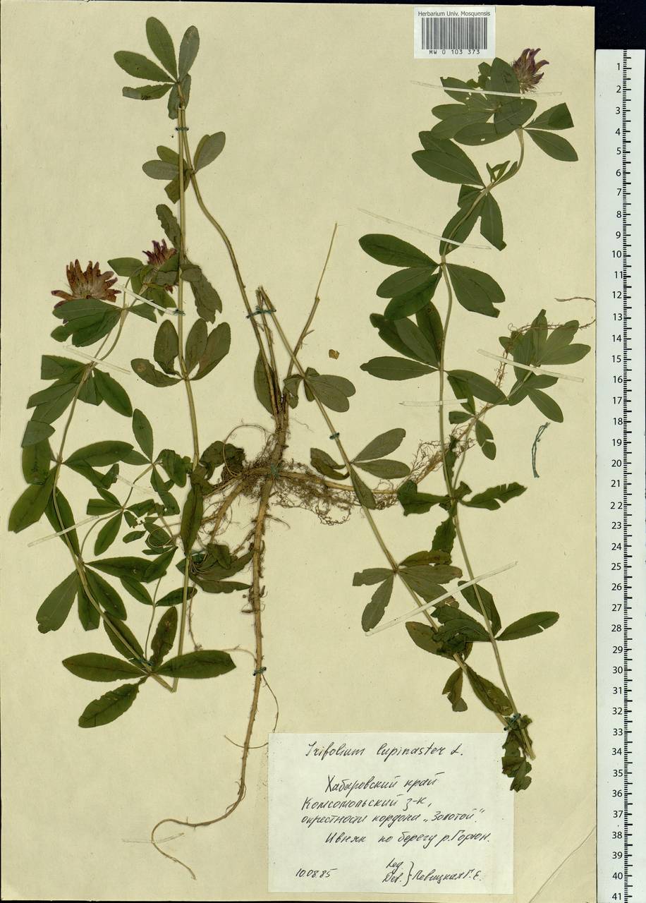 Trifolium lupinaster L., Siberia, Russian Far East (S6) (Russia)