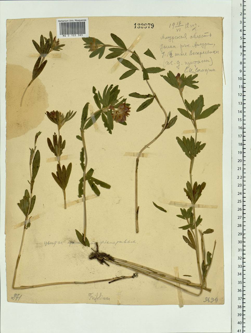 Trifolium lupinaster L., Siberia, Russian Far East (S6) (Russia)