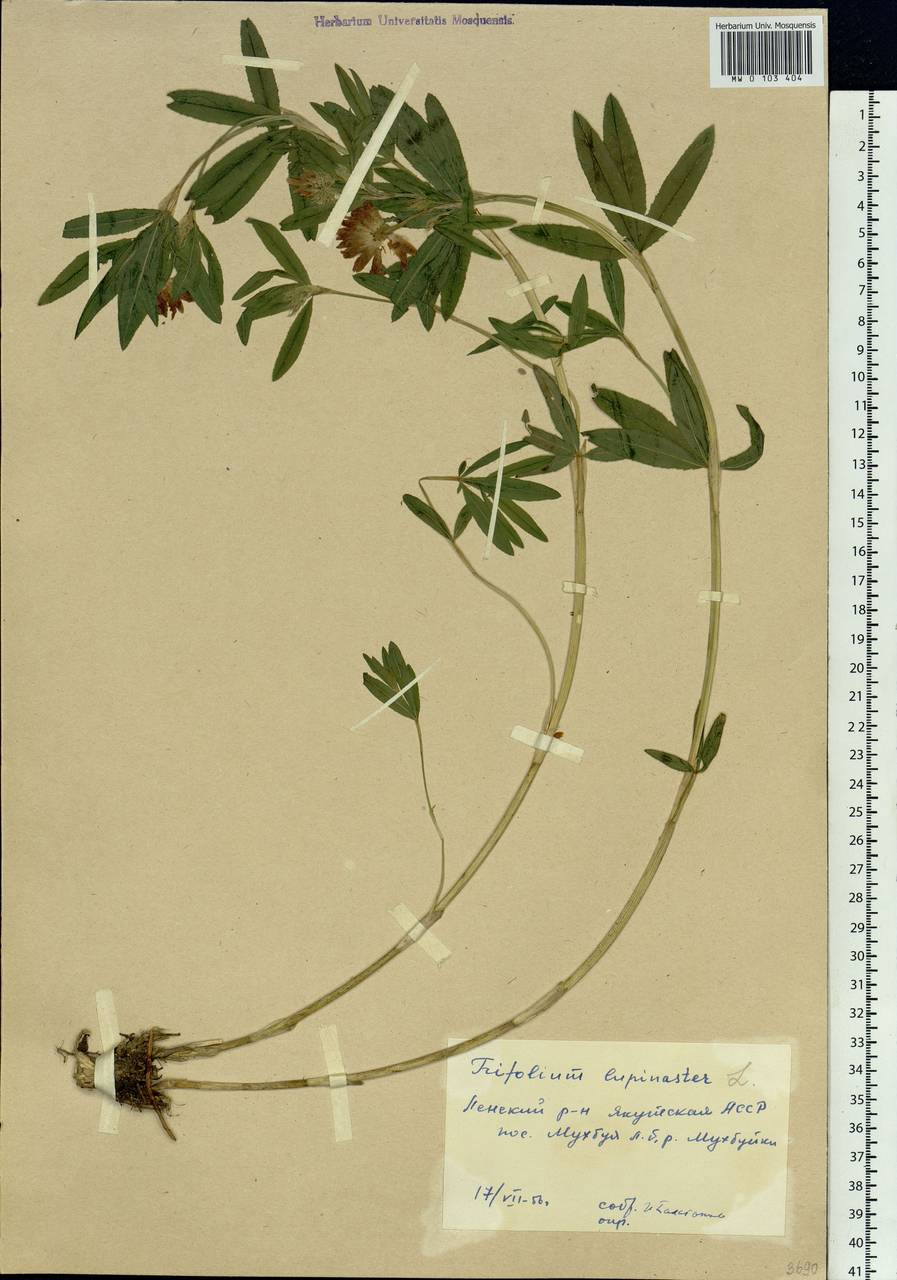 Trifolium lupinaster L., Siberia, Yakutia (S5) (Russia)