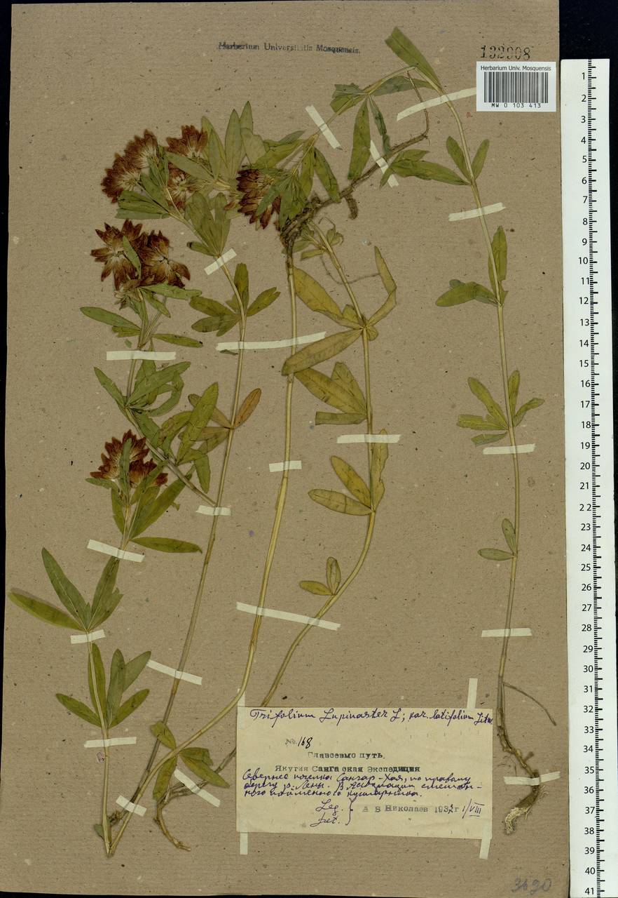 Trifolium lupinaster L., Siberia, Yakutia (S5) (Russia)