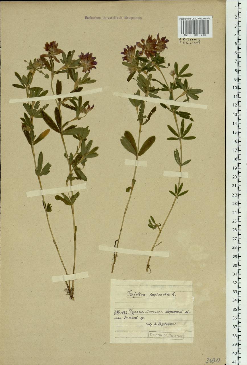 Trifolium lupinaster L., Siberia, Baikal & Transbaikal region (S4) (Russia)