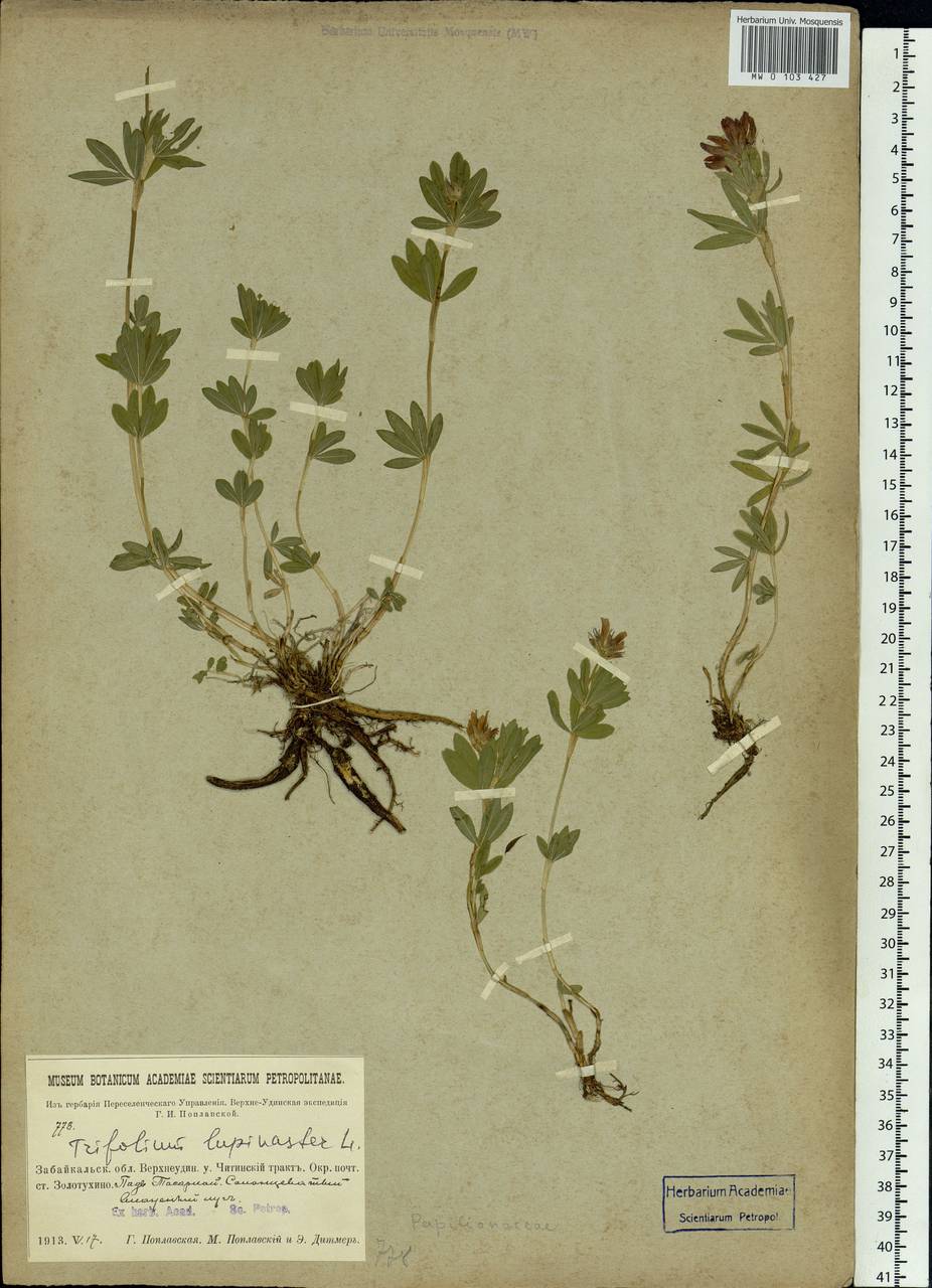 Trifolium lupinaster L., Siberia, Baikal & Transbaikal region (S4) (Russia)