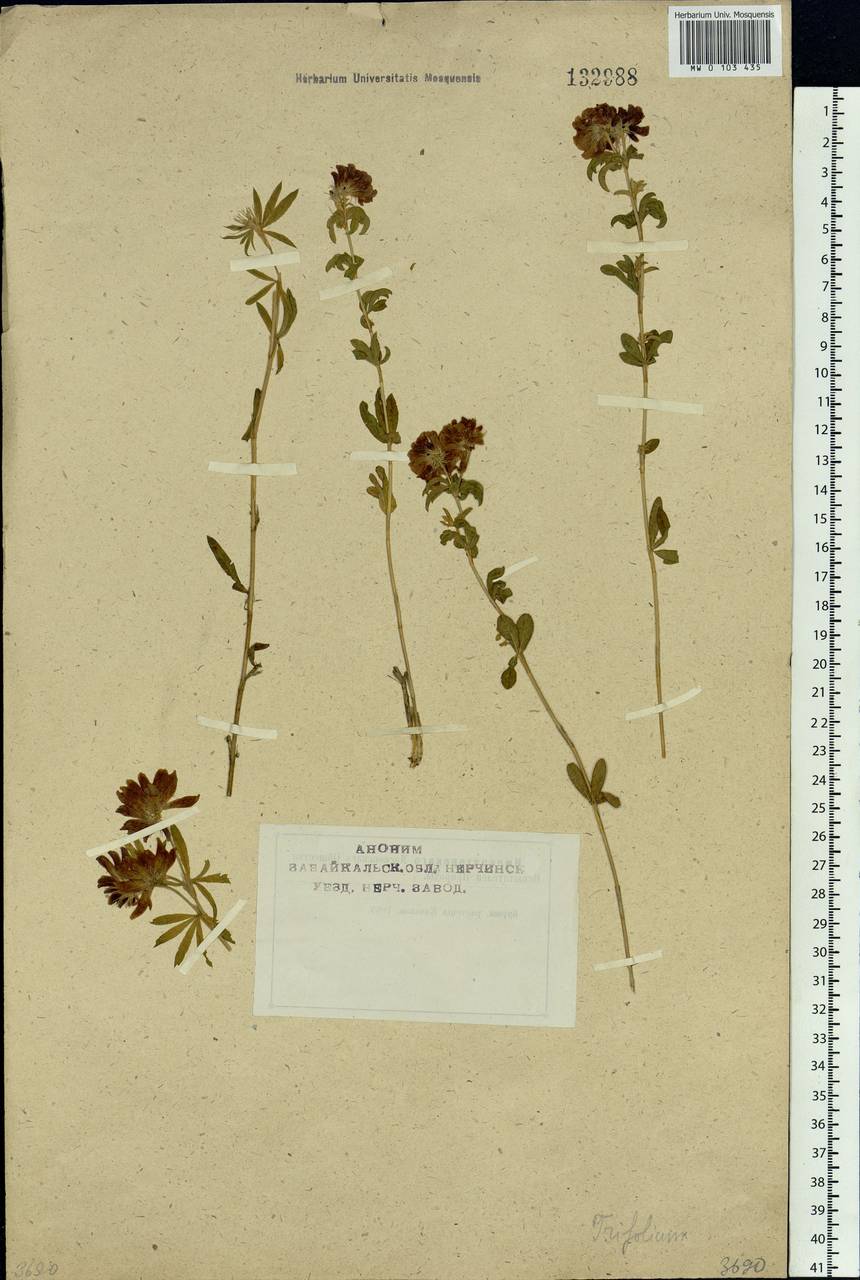 Trifolium lupinaster L., Siberia, Baikal & Transbaikal region (S4) (Russia)