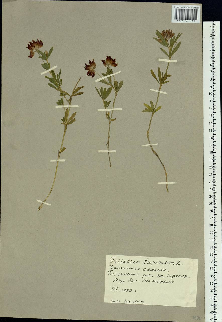 Trifolium lupinaster L., Siberia, Baikal & Transbaikal region (S4) (Russia)