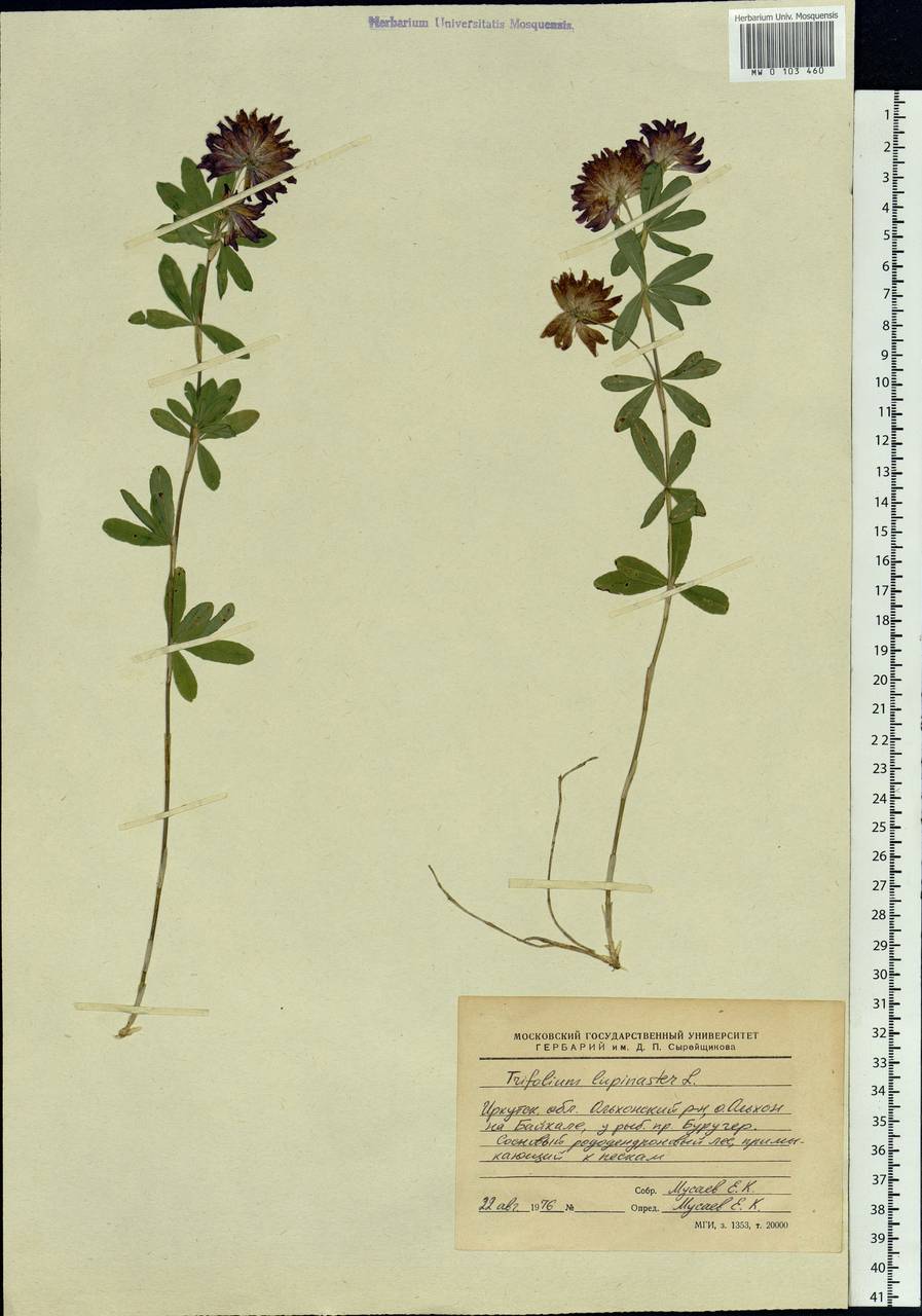 Trifolium lupinaster L., Siberia, Baikal & Transbaikal region (S4) (Russia)