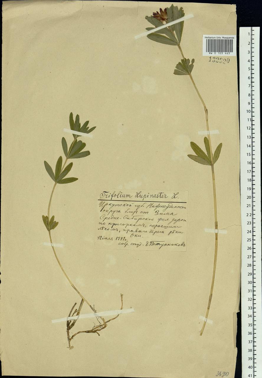 Trifolium lupinaster L., Siberia, Baikal & Transbaikal region (S4) (Russia)