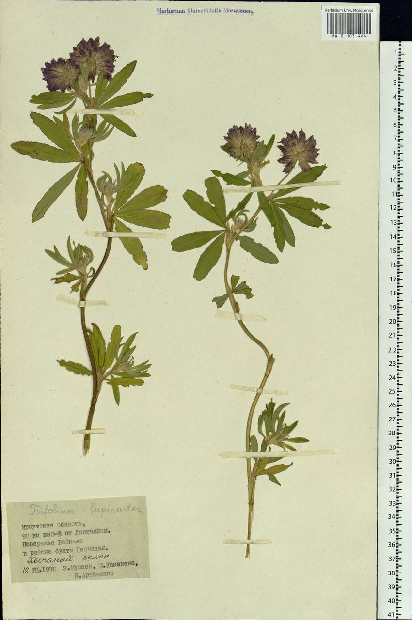 Trifolium lupinaster L., Siberia, Baikal & Transbaikal region (S4) (Russia)