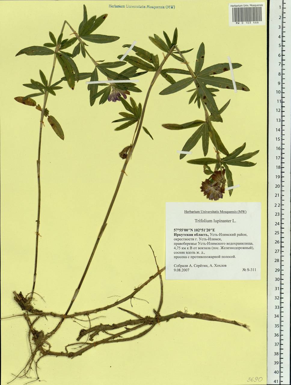 Trifolium lupinaster L., Siberia, Baikal & Transbaikal region (S4) (Russia)