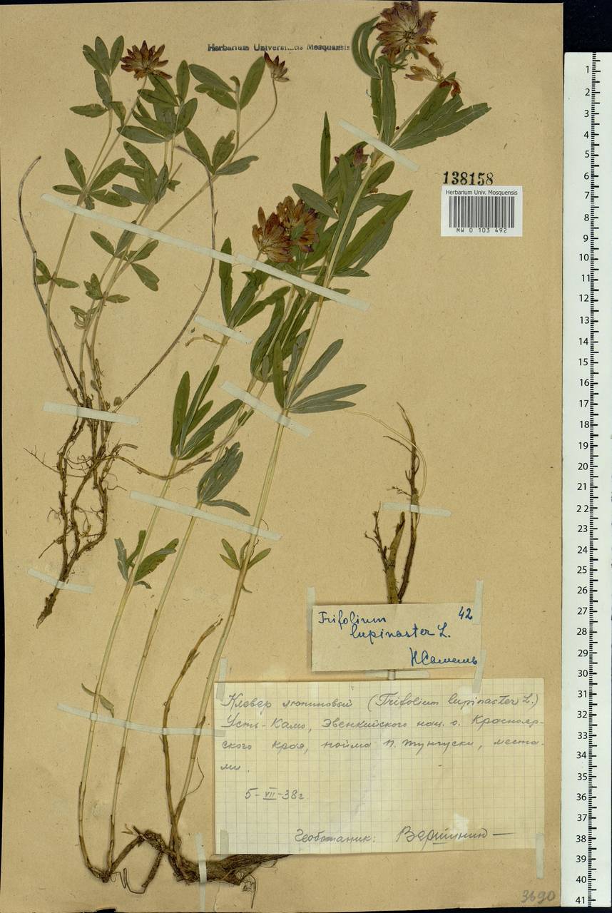 Trifolium lupinaster L., Siberia, Central Siberia (S3) (Russia)