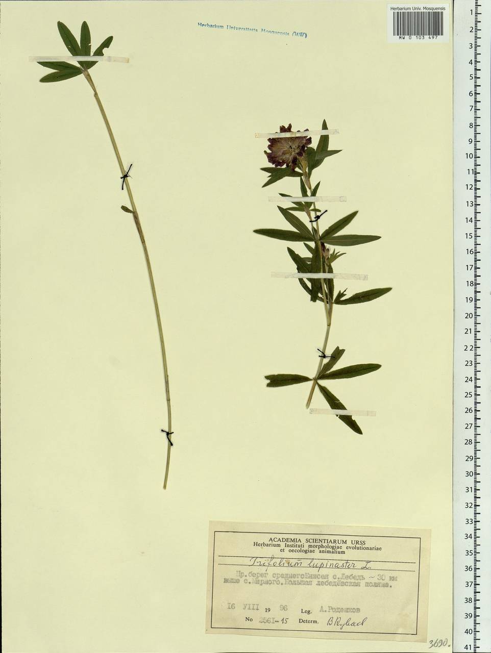Trifolium lupinaster L., Siberia, Central Siberia (S3) (Russia)