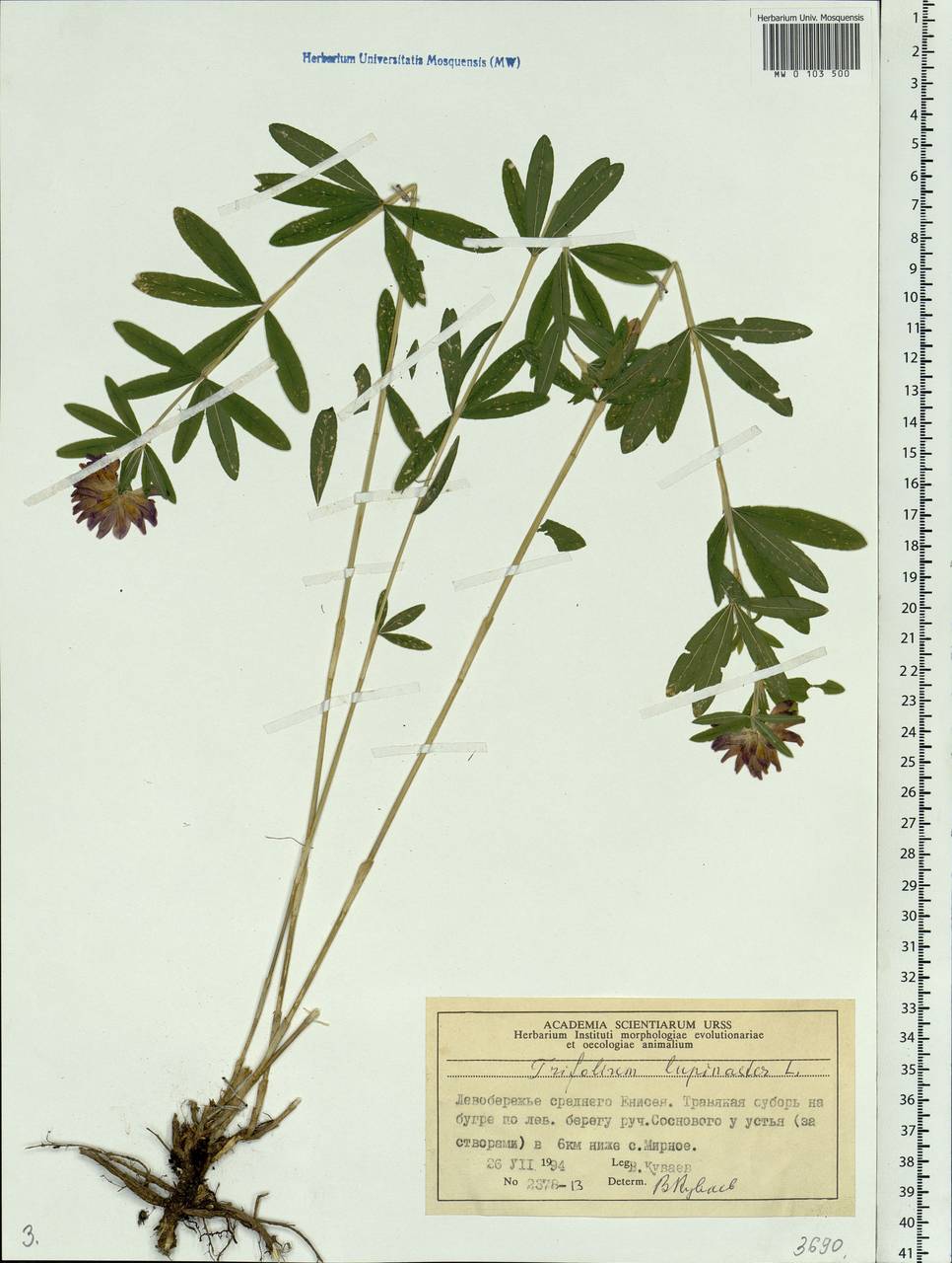 Trifolium lupinaster L., Siberia, Central Siberia (S3) (Russia)