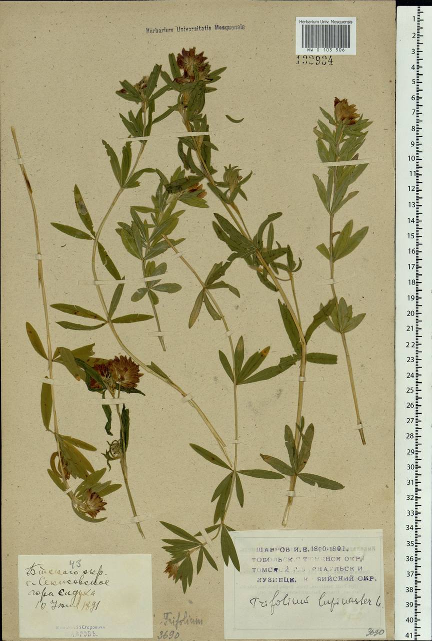 Trifolium lupinaster L., Siberia, Western (Kazakhstan) Altai Mountains (S2a) (Kazakhstan)