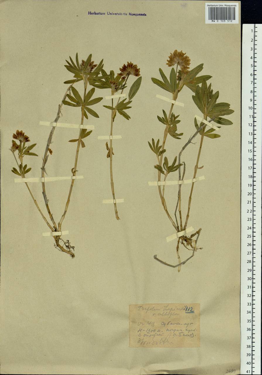 Trifolium lupinaster L., Siberia, Western (Kazakhstan) Altai Mountains (S2a) (Kazakhstan)