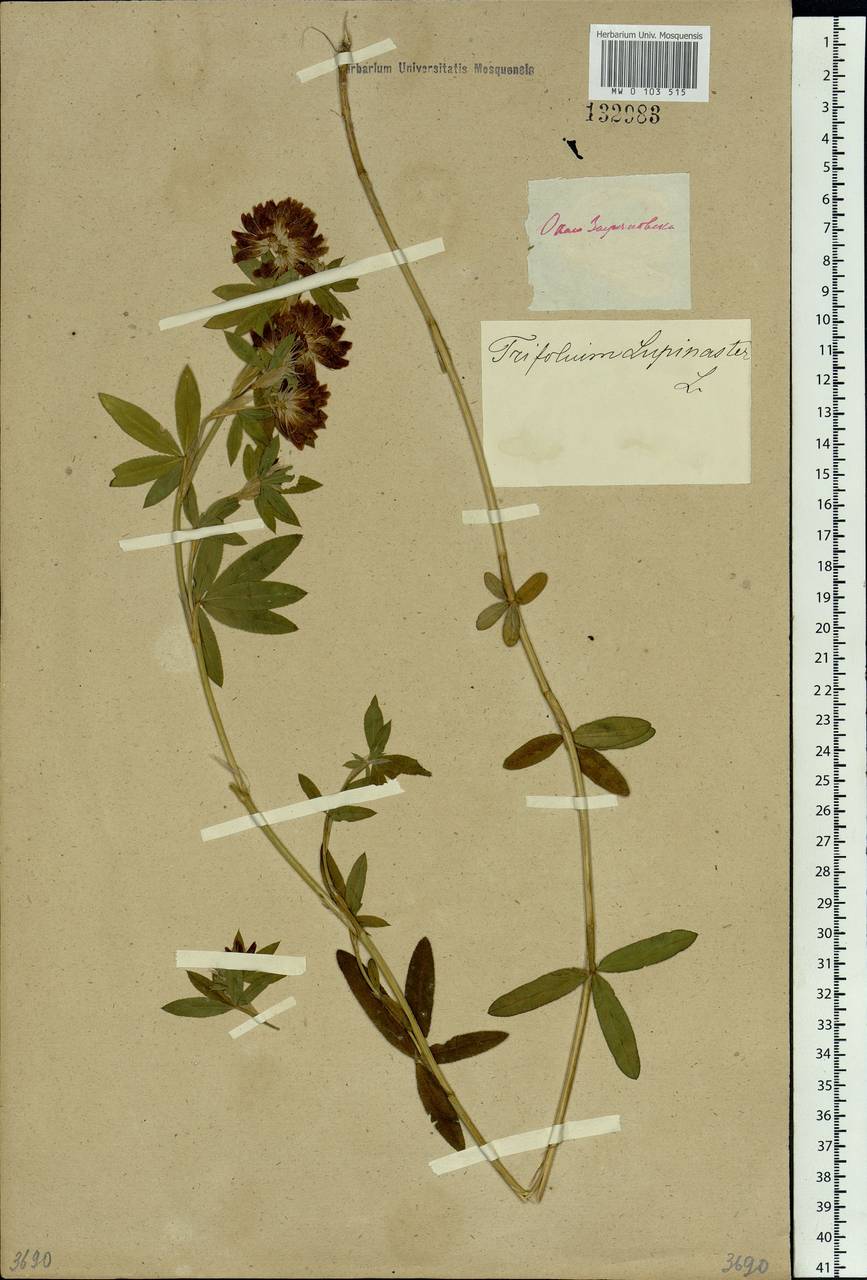 Trifolium lupinaster L., Siberia, Western (Kazakhstan) Altai Mountains (S2a) (Kazakhstan)