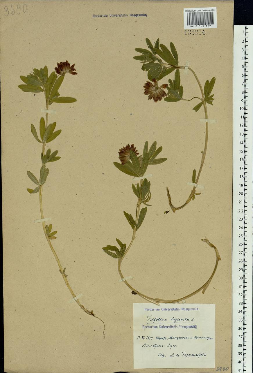 Trifolium lupinaster L., Siberia, Central Siberia (S3) (Russia)