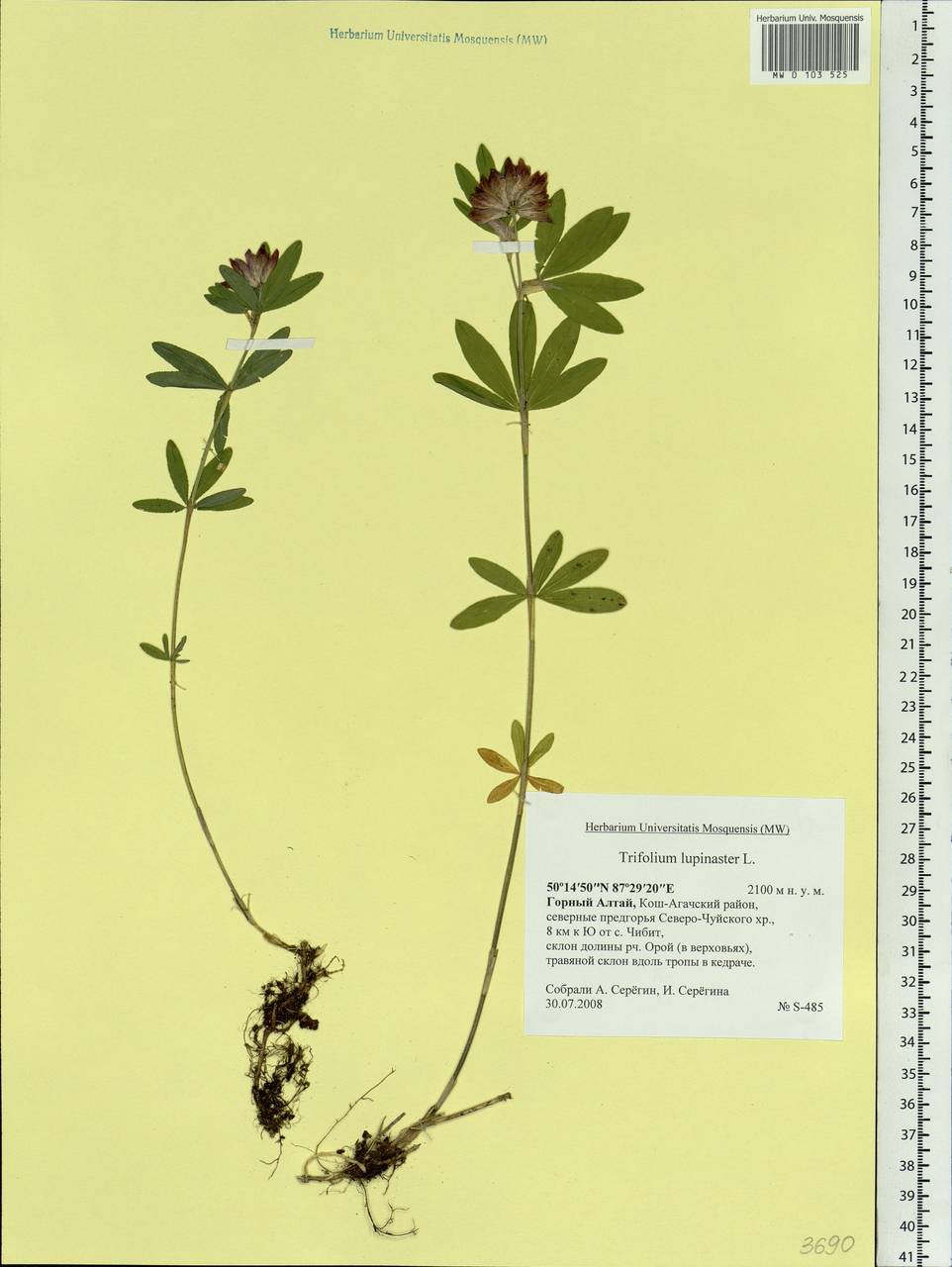 Trifolium lupinaster L., Siberia, Altai & Sayany Mountains (S2) (Russia)