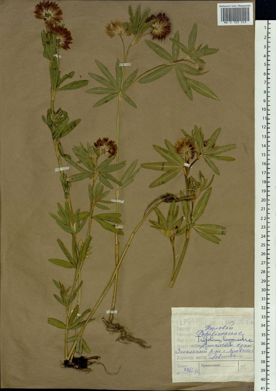 Trifolium lupinaster L., Siberia, Altai & Sayany Mountains (S2) (Russia)