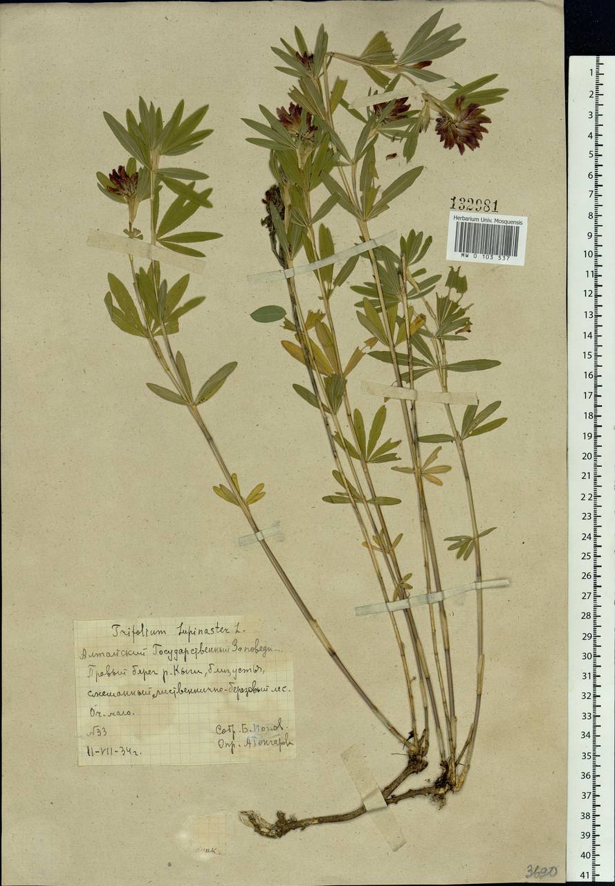 Trifolium lupinaster L., Siberia, Altai & Sayany Mountains (S2) (Russia)