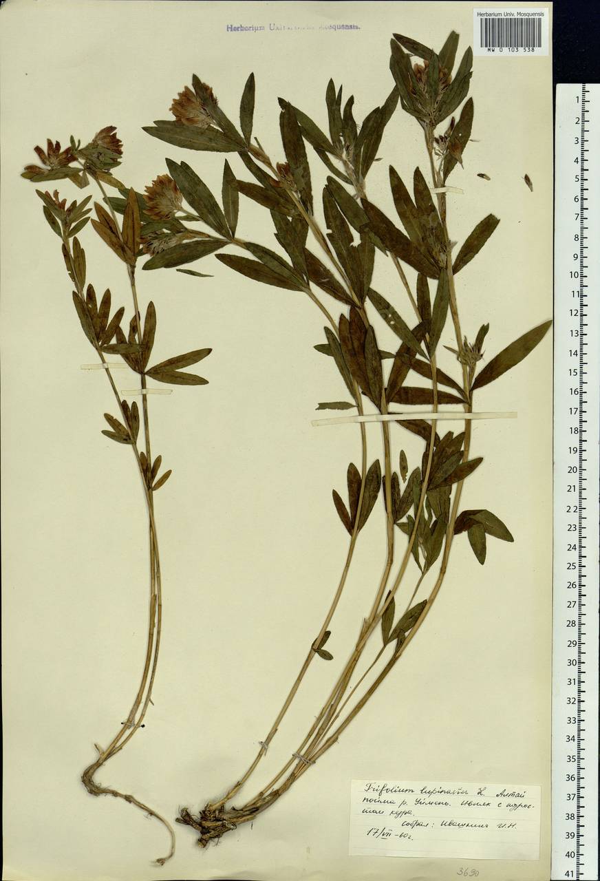 Trifolium lupinaster L., Siberia, Altai & Sayany Mountains (S2) (Russia)