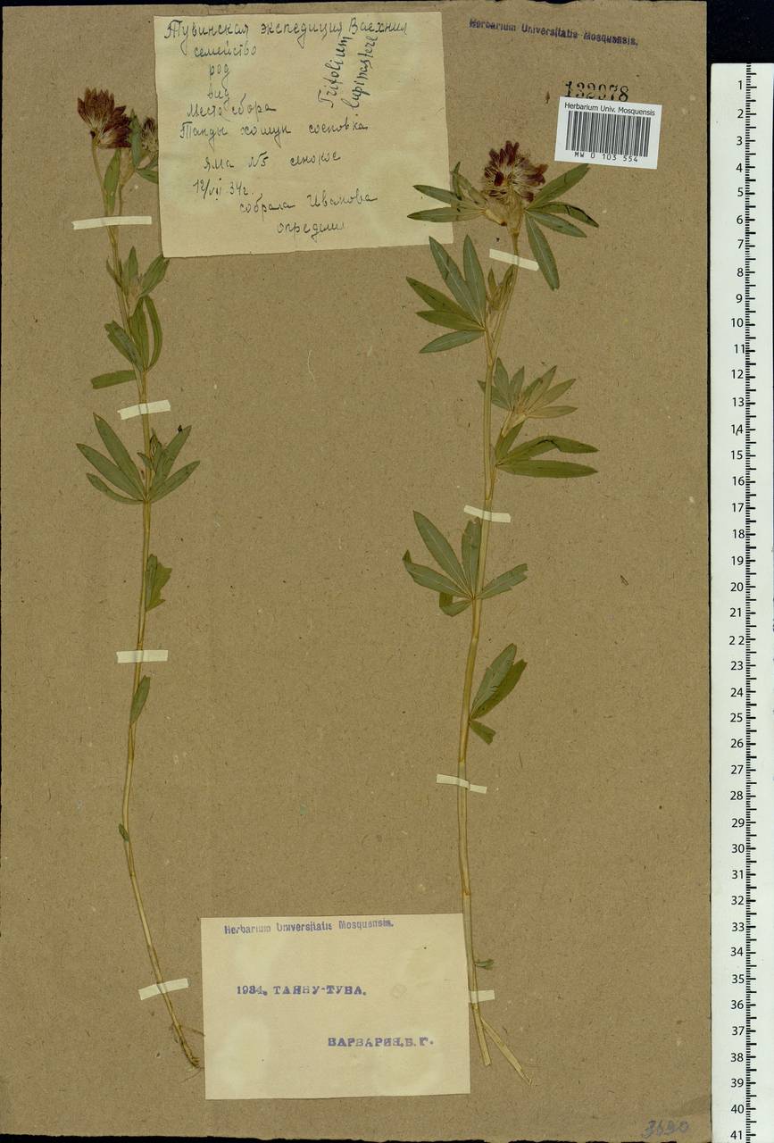 Trifolium lupinaster L., Siberia, Altai & Sayany Mountains (S2) (Russia)