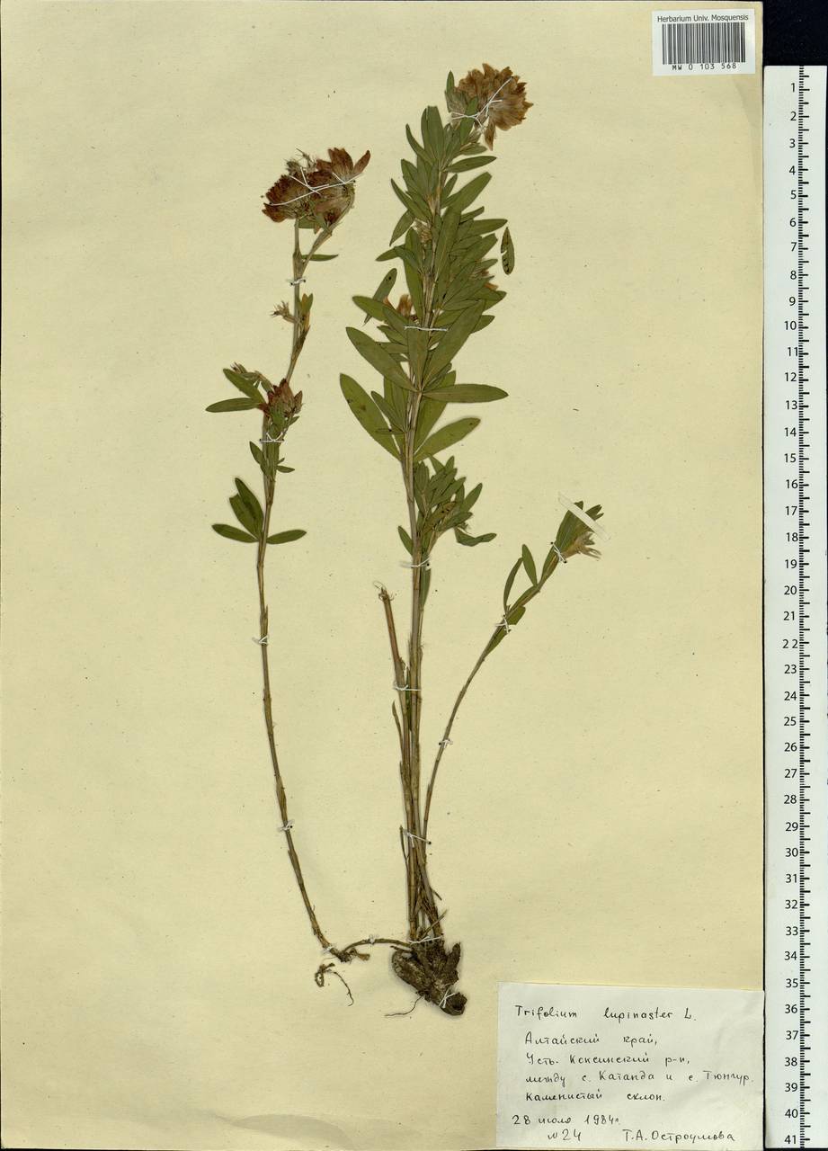 Trifolium lupinaster L., Siberia, Altai & Sayany Mountains (S2) (Russia)