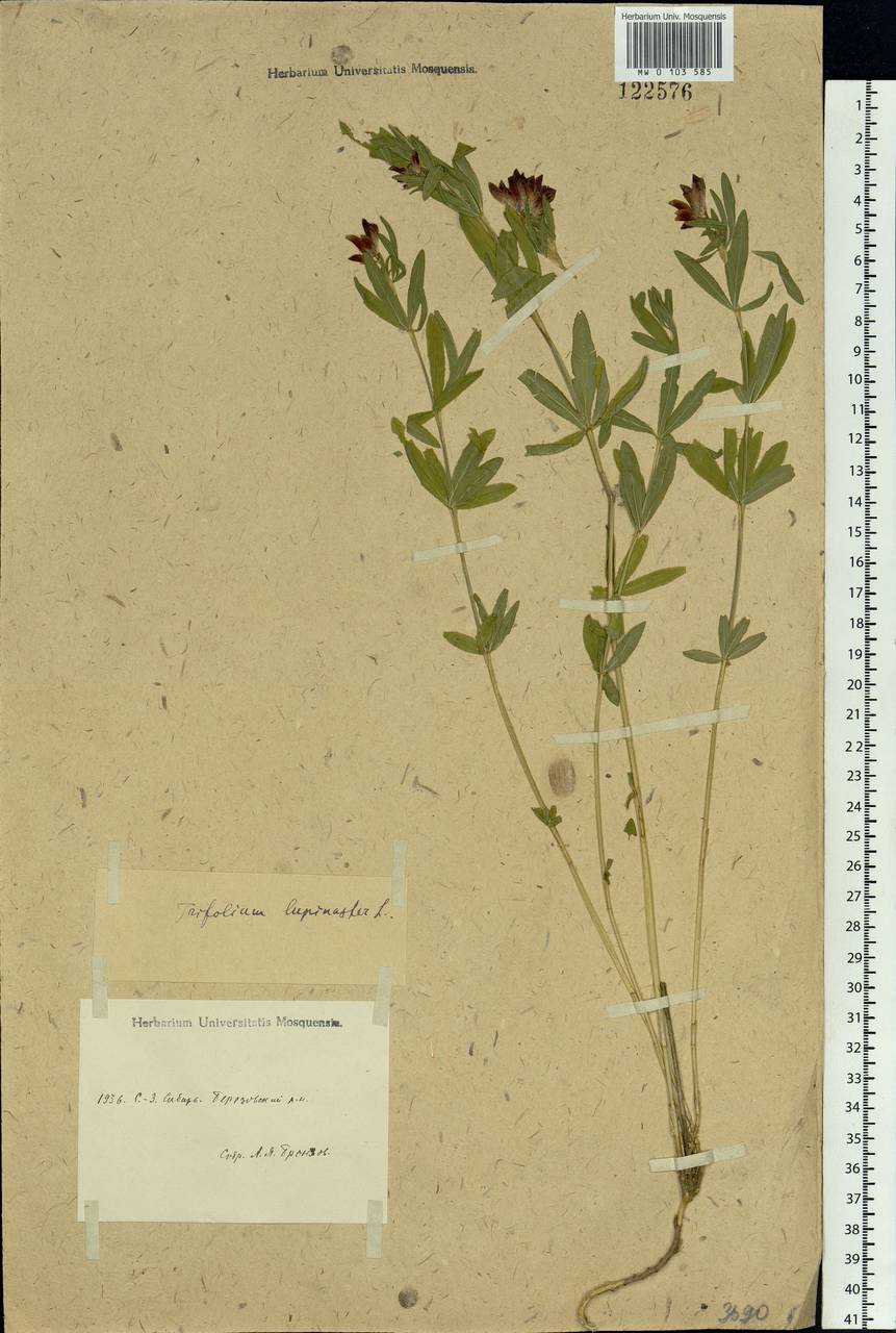 Trifolium lupinaster L., Siberia, Western Siberia (S1) (Russia)