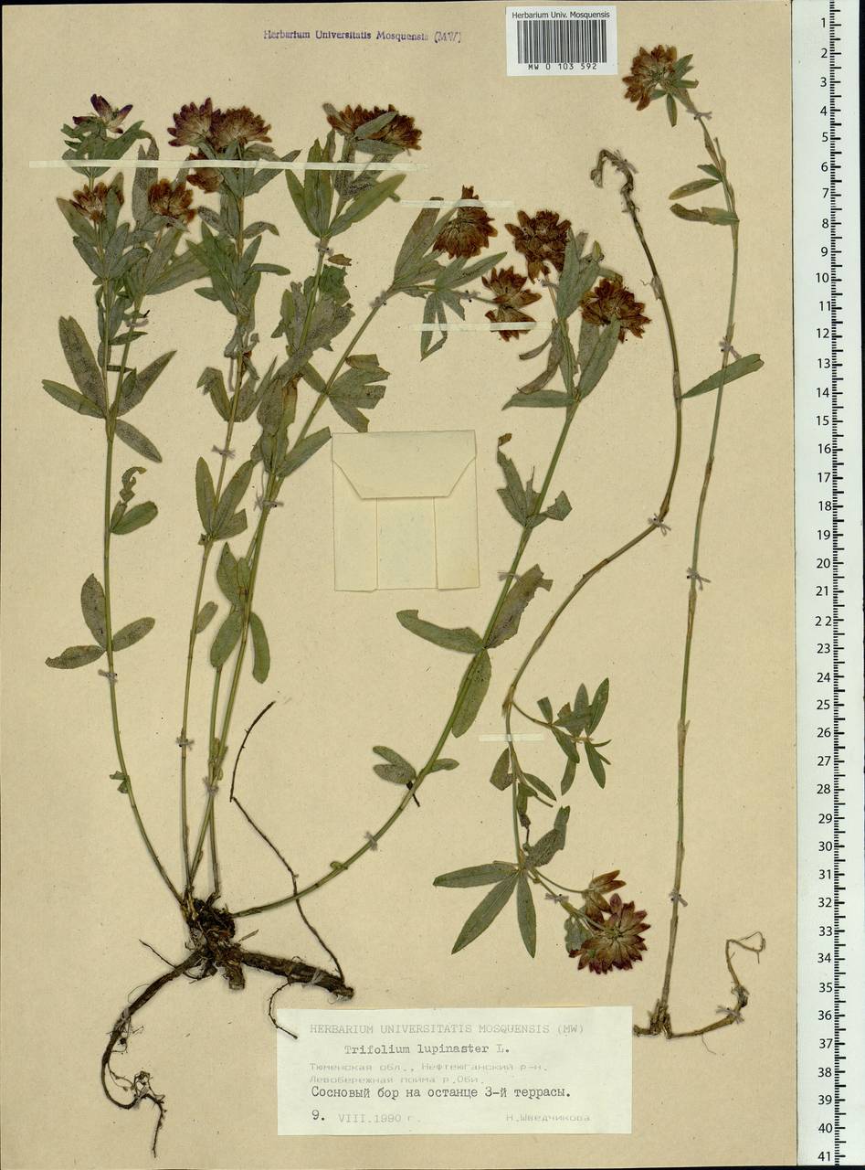 Trifolium lupinaster L., Siberia, Western Siberia (S1) (Russia)