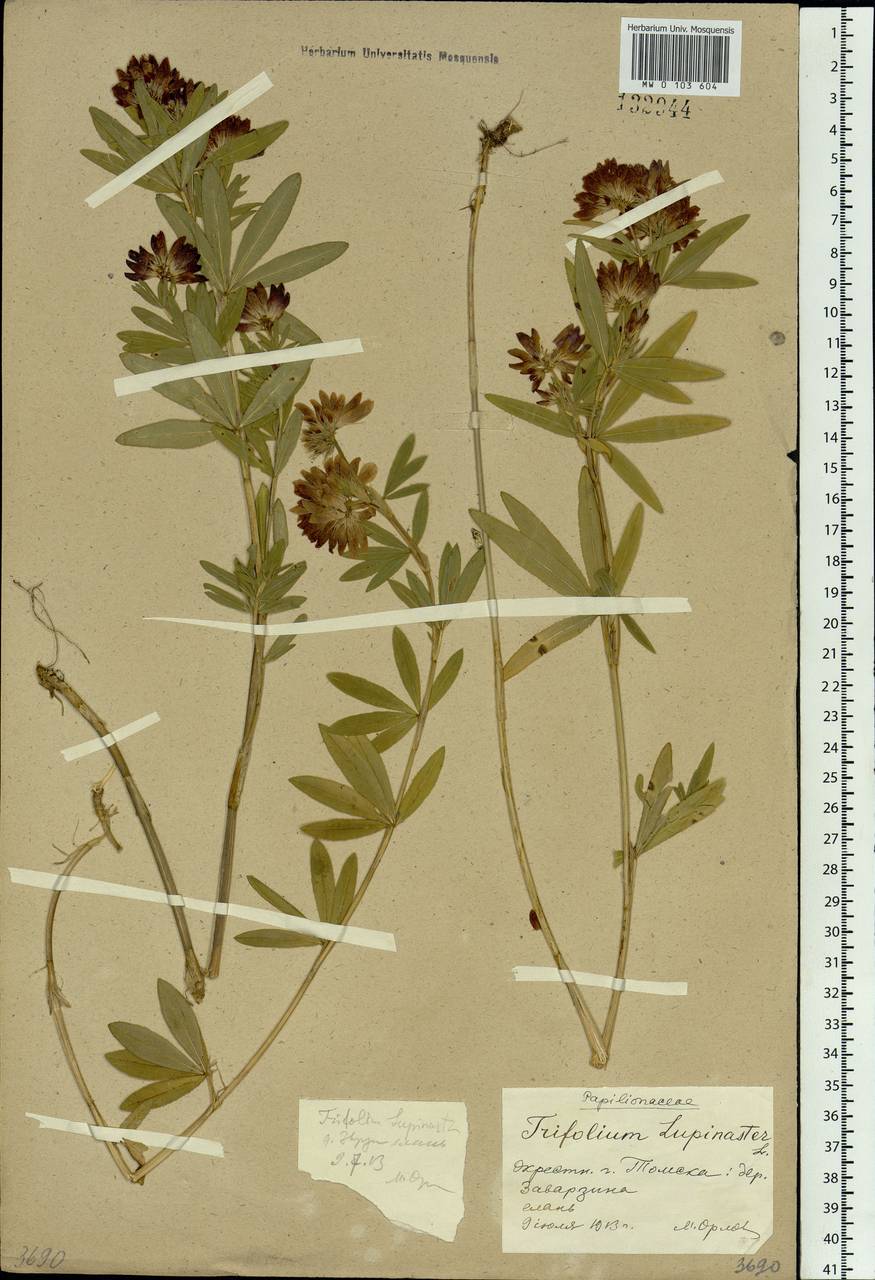 Trifolium lupinaster L., Siberia, Western Siberia (S1) (Russia)