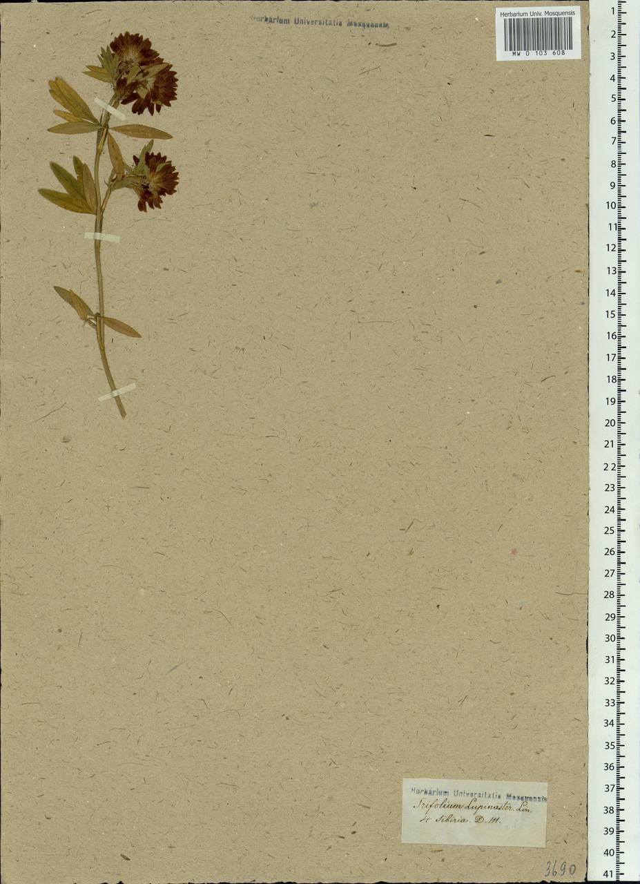 Trifolium lupinaster L., Siberia (no precise locality) (S0) (Russia)