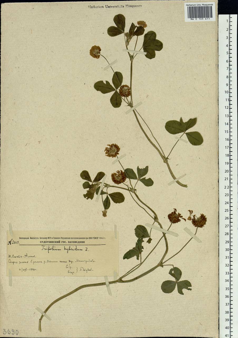Trifolium hybridum L., Siberia, Russian Far East (S6) (Russia)