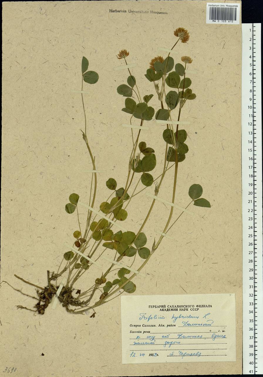 Trifolium hybridum L., Siberia, Russian Far East (S6) (Russia)