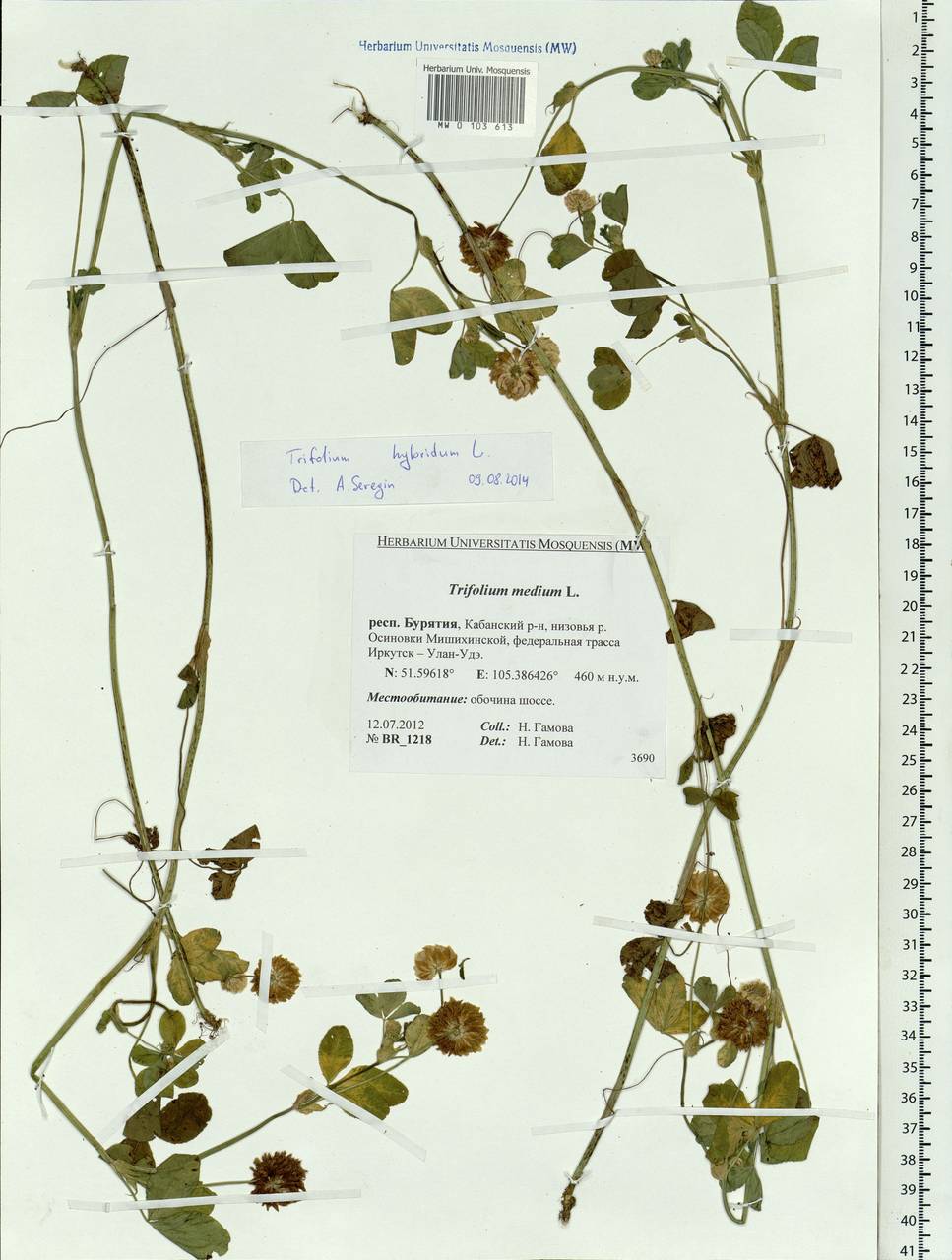 Trifolium hybridum L., Siberia, Baikal & Transbaikal region (S4) (Russia)