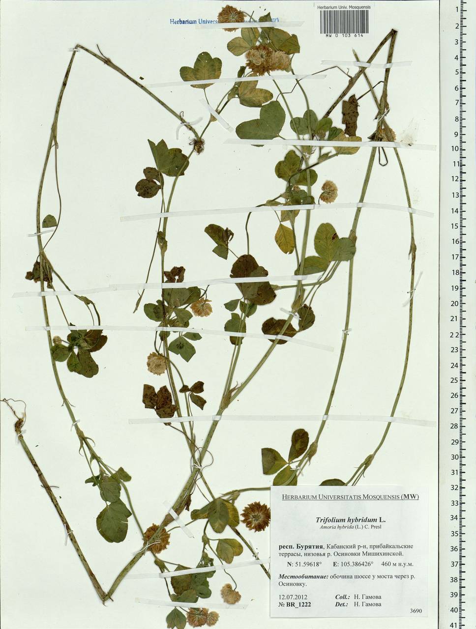 Trifolium hybridum L., Siberia, Baikal & Transbaikal region (S4) (Russia)