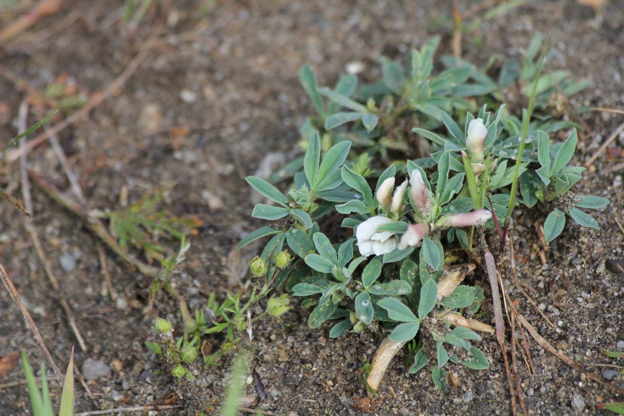Trifolium eximium DC., Siberia, Russian Far East (S6) (Russia)