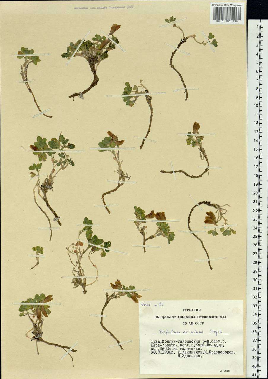 Trifolium eximium DC., Siberia, Altai & Sayany Mountains (S2) (Russia)