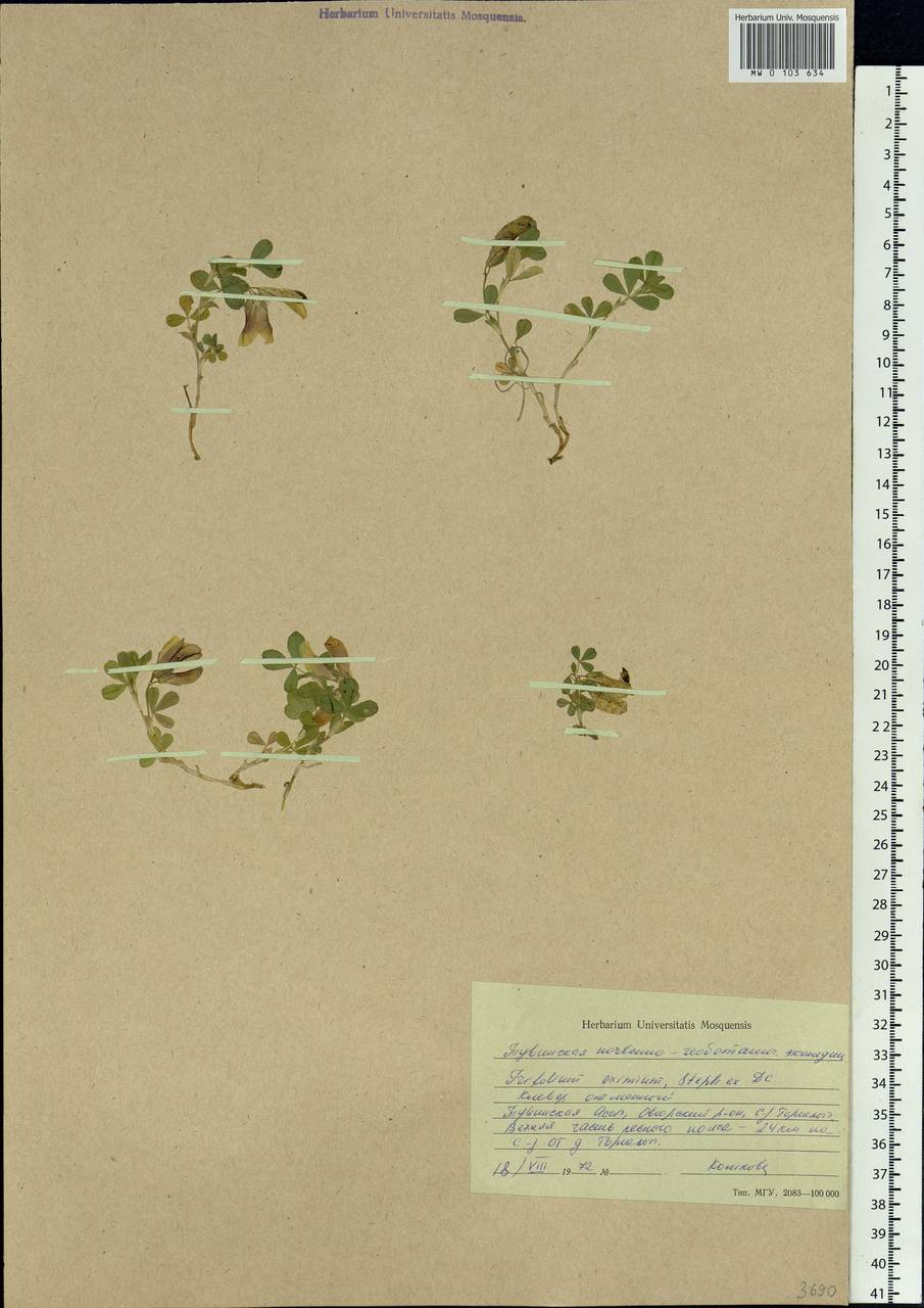 Trifolium eximium DC., Siberia, Altai & Sayany Mountains (S2) (Russia)