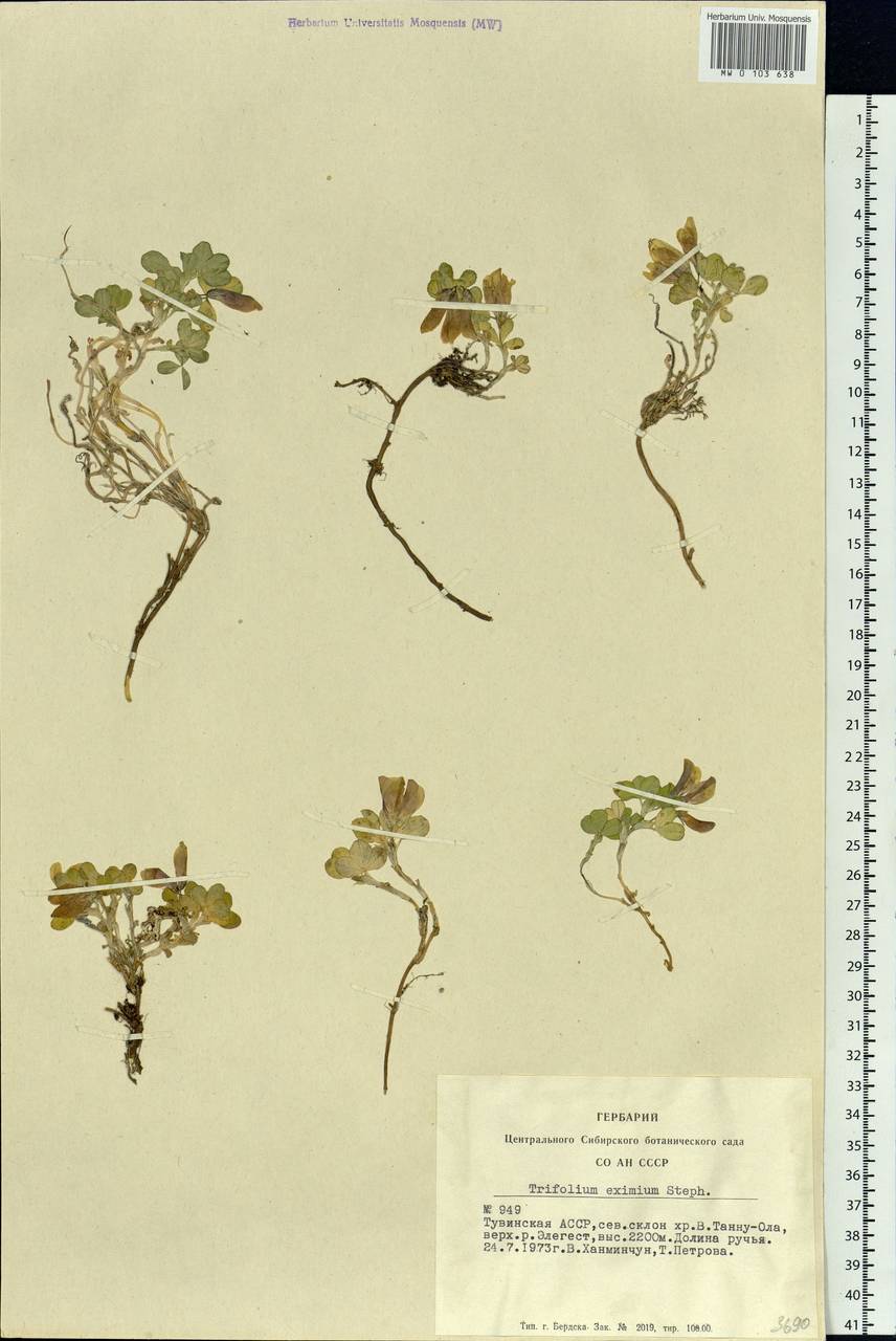 Trifolium eximium Stephan ex Ser., Siberia, Altai & Sayany Mountains (S2) (Russia)
