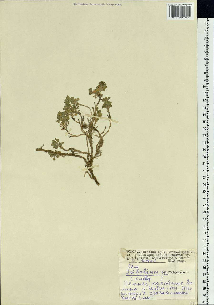 Trifolium eximium Stephan ex Ser., Siberia, Altai & Sayany Mountains (S2) (Russia)