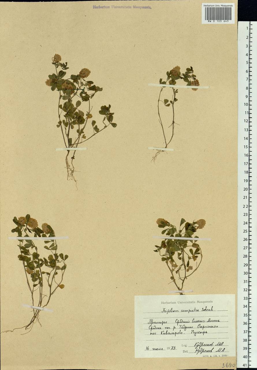 Trifolium campestre Schreb., Siberia, Russian Far East (S6) (Russia)